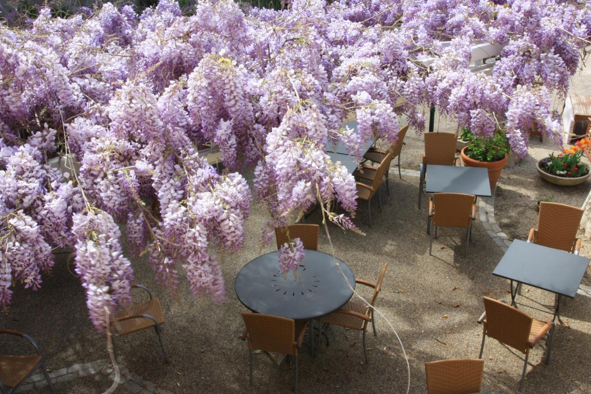 Hotel Logis La Ferme Avignon